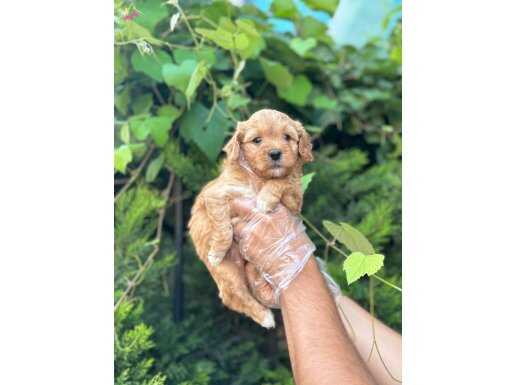 Maltipoo Bebeklerimiz