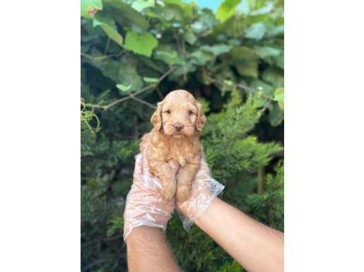 RENKLİ GÖZLÜ MALTİPOO YAVRULAR