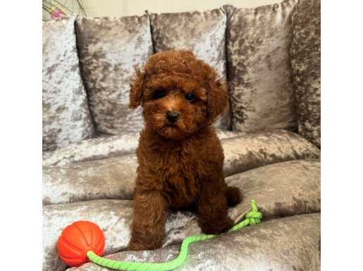 SAFKAN BEBEK TOY POODLE YAVRULARIMIZ