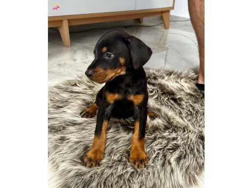 SAFKAN KİNG DOBERMAN YAVRULARI