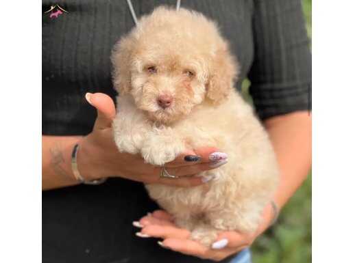 Pembe Burun Maltipoo Yavrusu