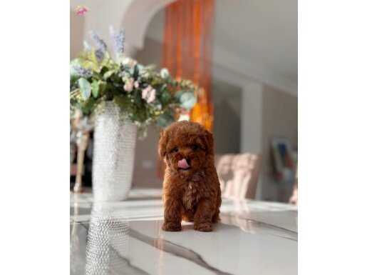 ÜST DÜZEY TOY POODLE BEBEKLER