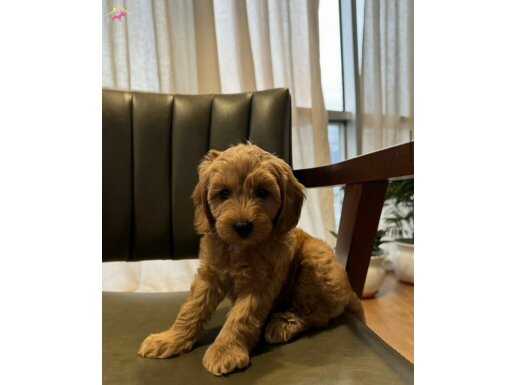 Red Renginde Maltipoo Bebeğimiz