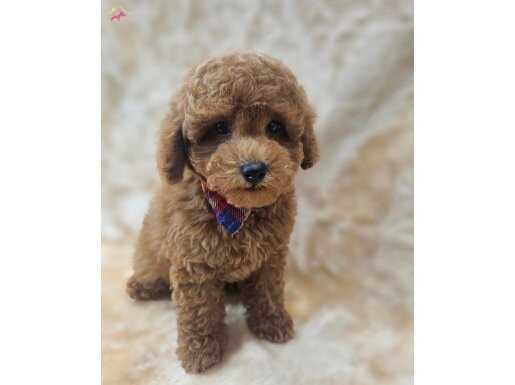 TOY POODLE YAVRULAR