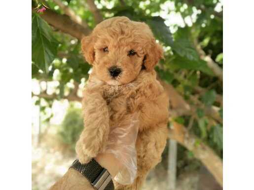 Safkan Toy Poodle Yavrular