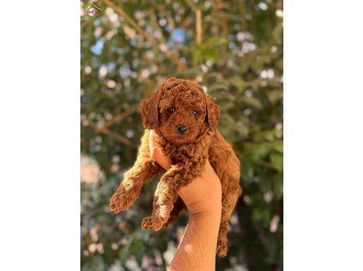 RED BROWN TOY POODLE YAVRULAR