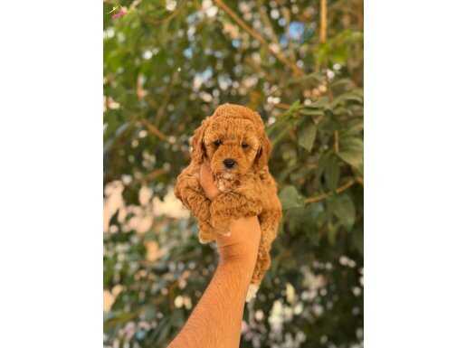 RED TOY POODLE YAVRULAR