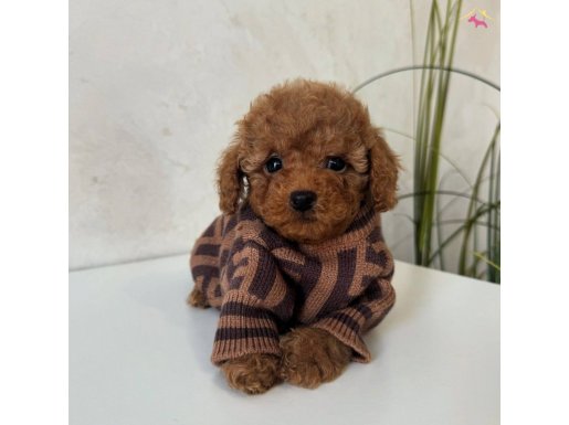 SAFKAN TOY POODLE BEBEKLER