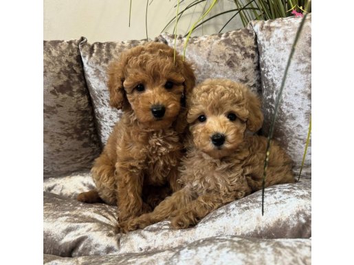 SAFKAN TOY POODLE BEBEKLER