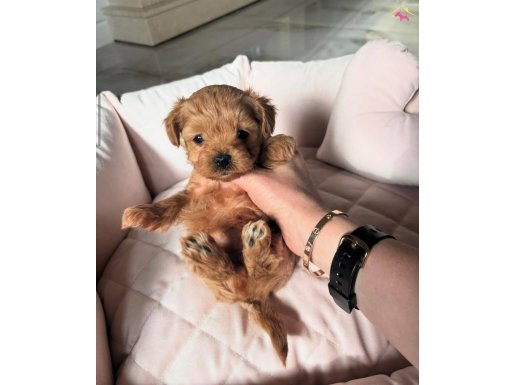 MİCRO TEACUP ORİJİNAL MALTİPOO BEBEKLER