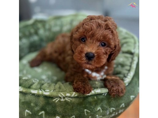 RED BROWN TOY POODLE BEBEKLER