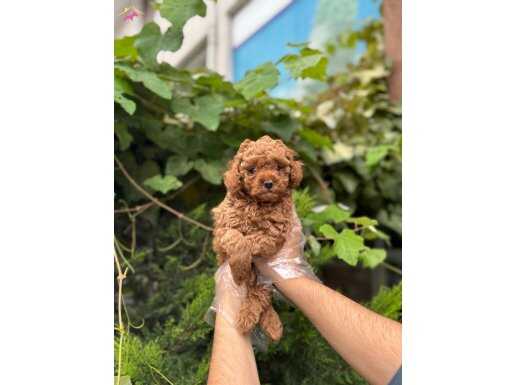 SAFKAN TOY POODLE BEBEKLER