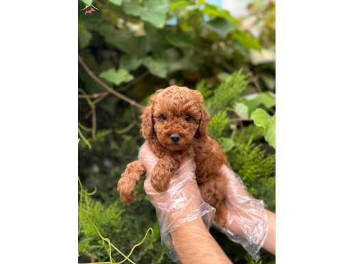 ORİJİNAL TOY POODLE YAVRULAR