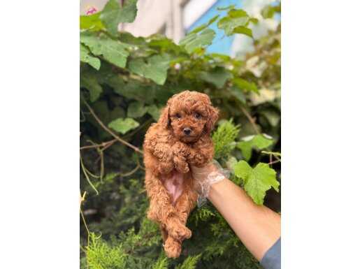 IRK GARANTİLİ TOY POODLE BEBEKLER