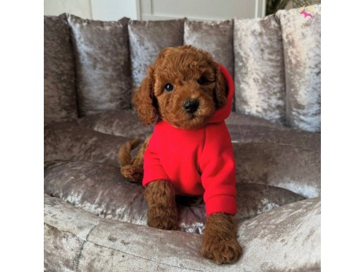 TOY GARANTİLİ SAFKAN POODLE BEBEKLER