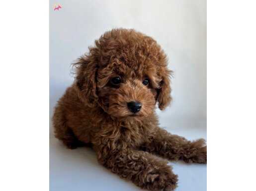 KUZEYPUPPİESTEN  TOY POODLE YAVRULARI