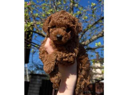 BİBLO SURAT TOY POODLE BEBEKLER