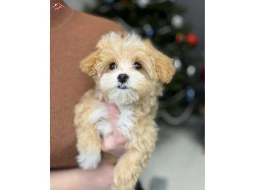 Yurt Dışı Girişli Maltipoo Bebekler