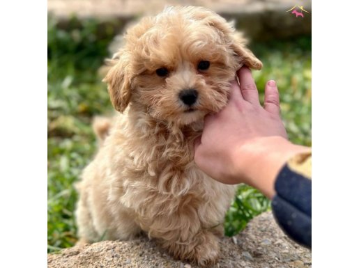 MALTİPOO YAVRUMUZ