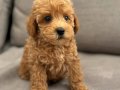 IRK GARANTİLİ TOY POODLE YAVRULAR