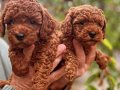 ÖZEL RED BROWN TOY POODLE YAVRULAR