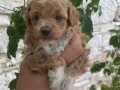 TRİA COLOR MALTİPOO BEBEKLER