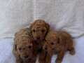 SAFKAN ORJİNAL TOY POODLE YAVRULAR