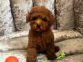 SAFKAN BEBEK TOY POODLE YAVRULARIMIZ