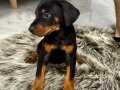 SAFKAN KİNG DOBERMAN YAVRULARI