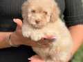 Pembe Burun Maltipoo Yavrusu