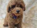 TOY POODLE YAVRULAR