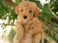 Safkan Toy Poodle Yavrular