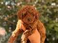 RED BROWN TOY POODLE YAVRULAR