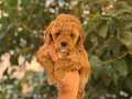 RED TOY POODLE YAVRULAR