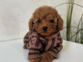 SAFKAN TOY POODLE BEBEKLER