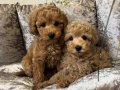 SAFKAN TOY POODLE BEBEKLER