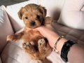 MİCRO TEACUP ORİJİNAL MALTİPOO BEBEKLER