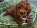 RED BROWN TOY POODLE BEBEKLER