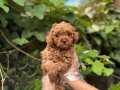 SAFKAN TOY POODLE BEBEKLER