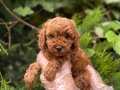 ORİJİNAL TOY POODLE YAVRULAR