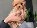 ORİJİNAL TEACUP MALTİPOO YAVRUSU