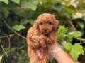 IRK GARANTİLİ TOY POODLE BEBEKLER