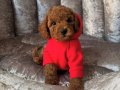 TOY GARANTİLİ SAFKAN POODLE BEBEKLER