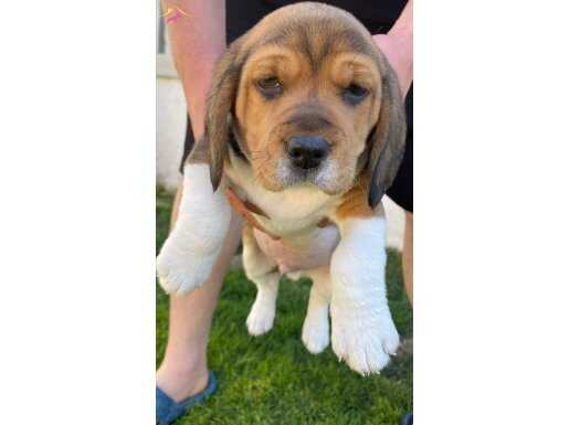 Sağlıklı beagle yavrular