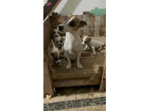 Safkan jack russel yavrular