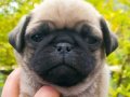 Sağlıklı gül kuyruk pug yavrular