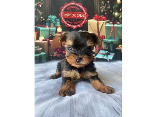 Original teacup yorkshire terrier 