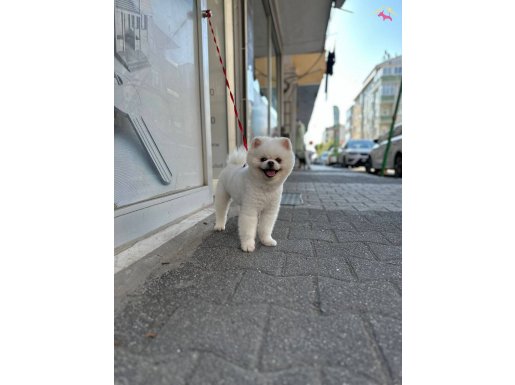 Kar beyaz Safkan Pomeranian Boo 