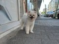 Kar beyaz Safkan Pomeranian Boo 