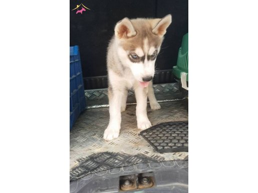 Çok Uygun Fiyata Husky Yavrulari Son 1 Tane 